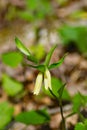 Large Flowered Bellwort, Uvularia grandflora